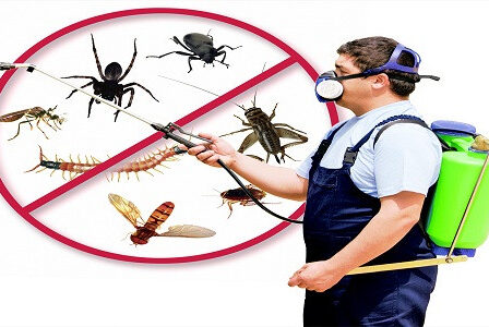 شركة مكافحة حشرات في ابو ظبي